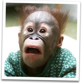 This monkey is really really shocked about the low price of this great package! You will be to!
